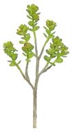 Mini Echeveria Plant 11"