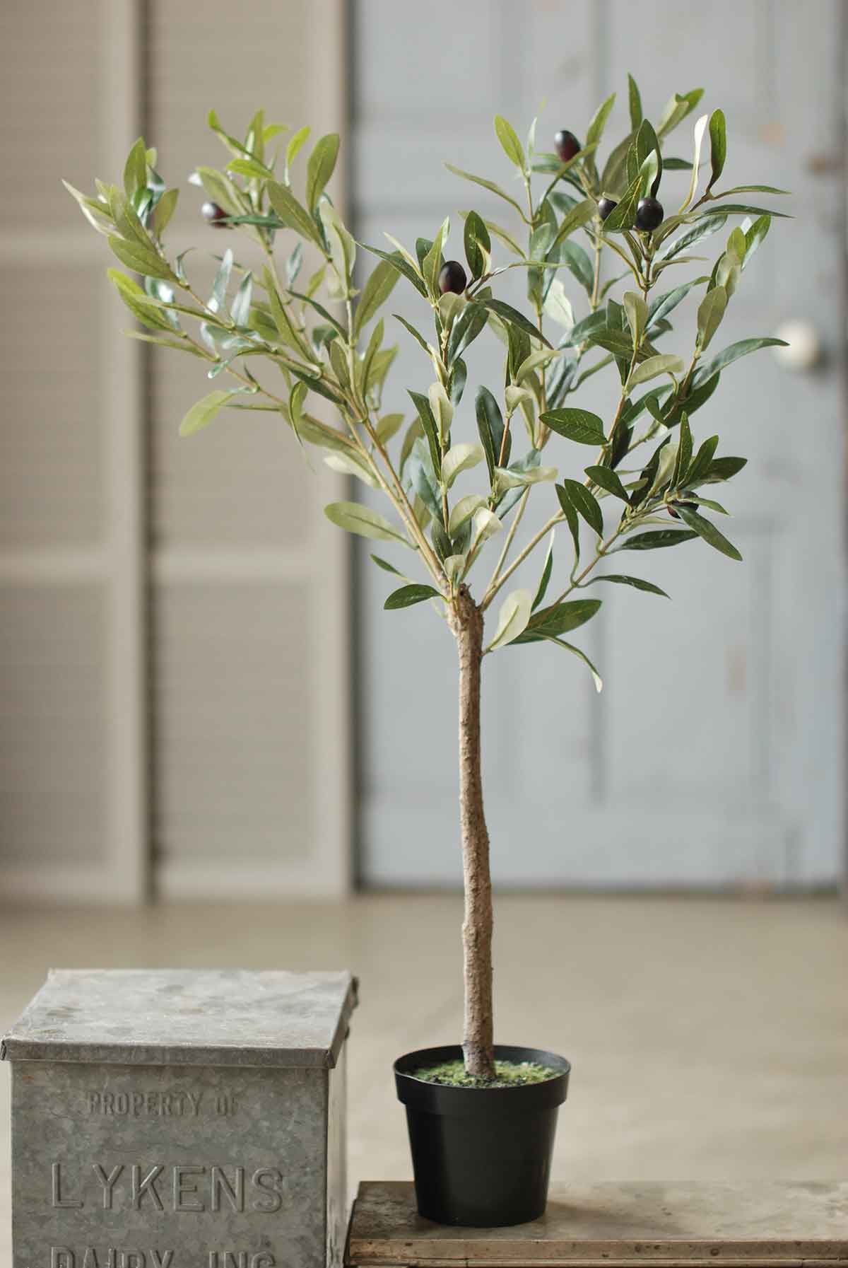 31" Potted Olive Tree