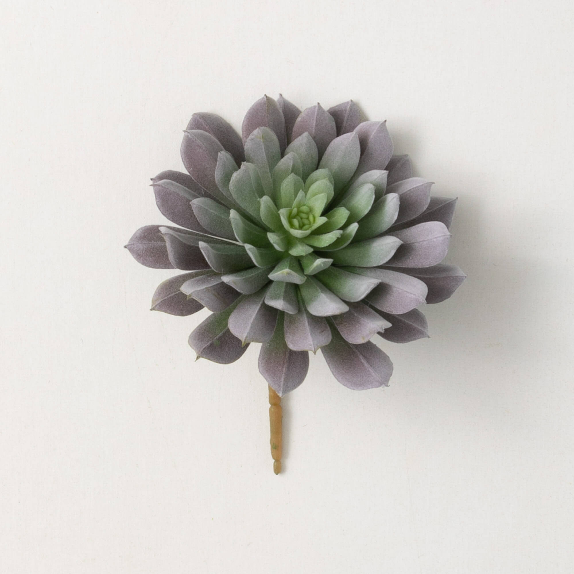 Sprouting Rosette Succulent Stem