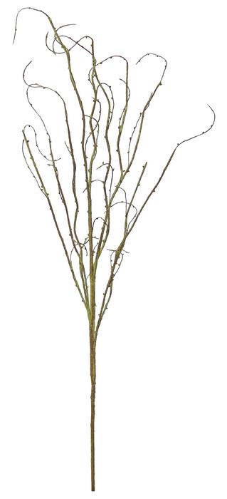 Willow Branch
