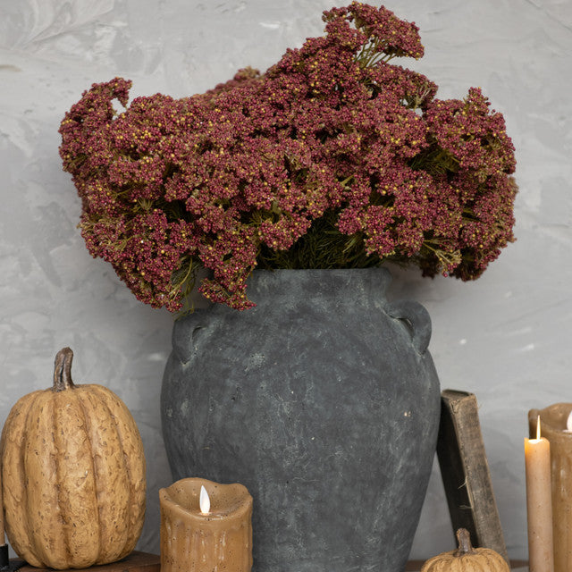 Burgundy Queen Anne Lace Bush