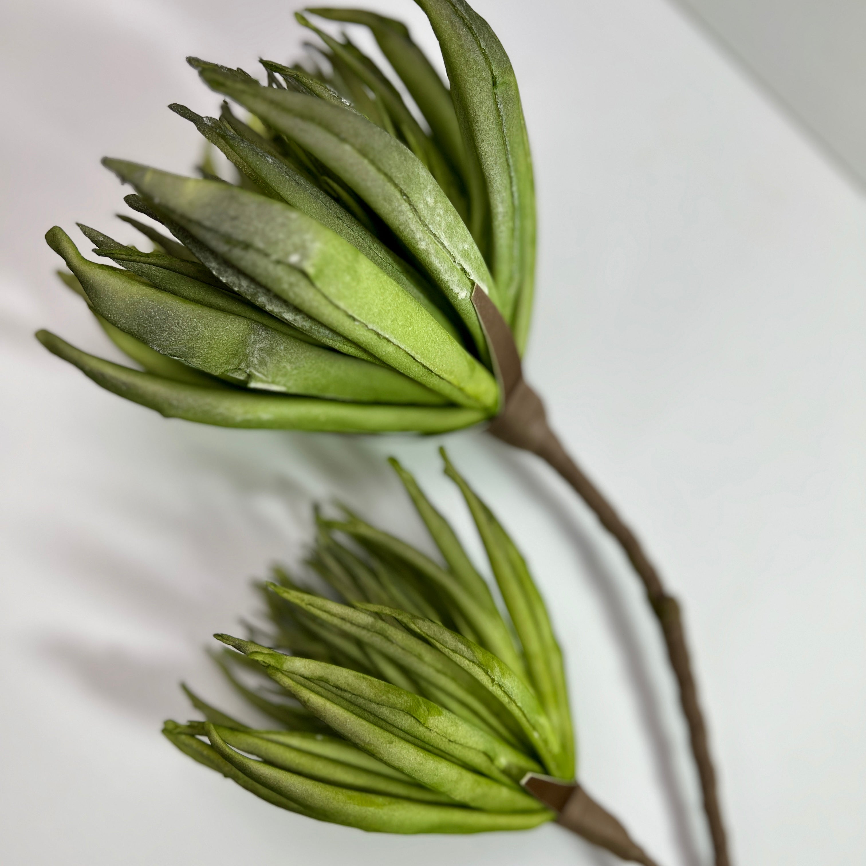 Green Spiny Flower Stem