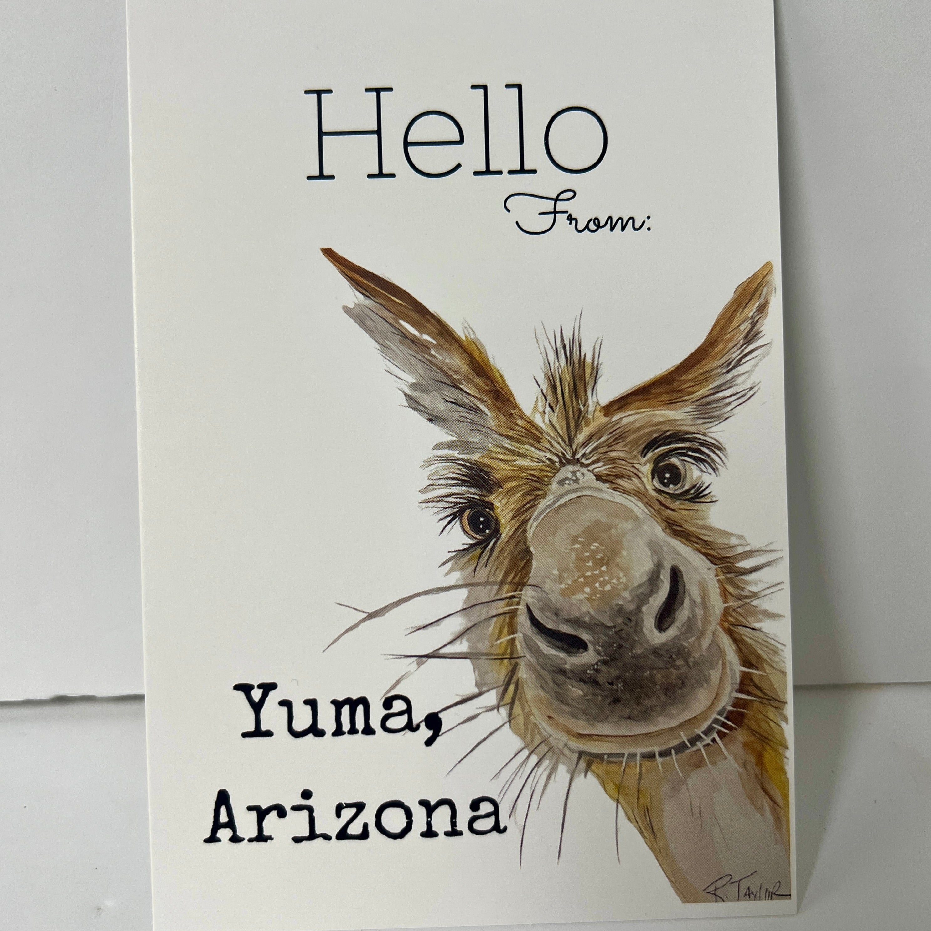 Yuma Donkey Postcard