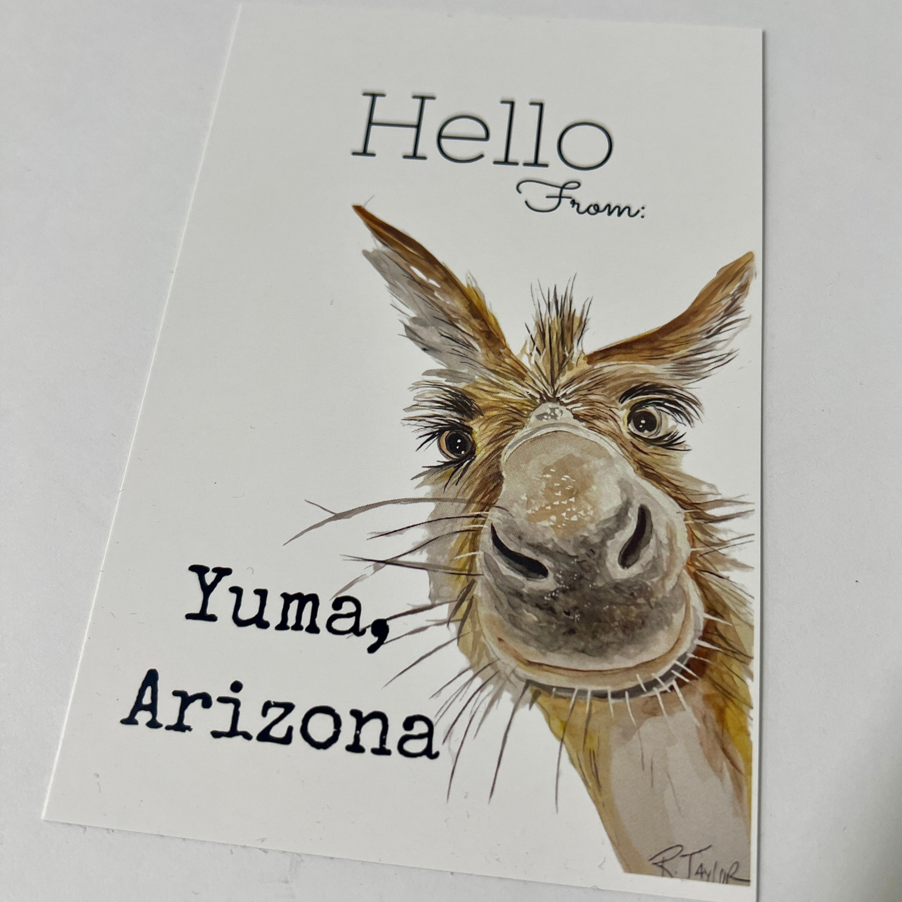 Yuma Donkey Postcard