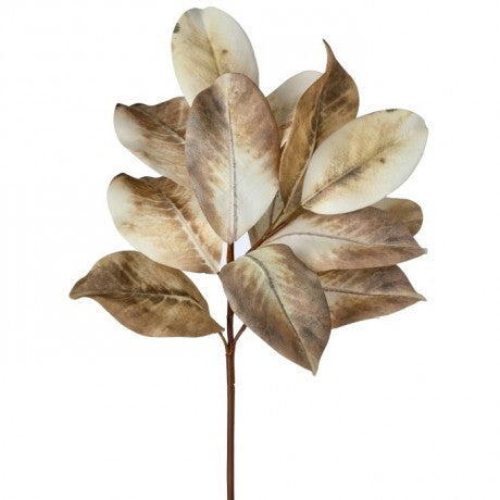 Cream Magnolia Leaf