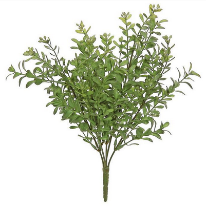 Boxwood Bush