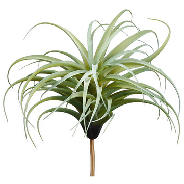 Giant Tillandsia Plant