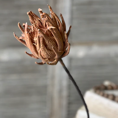 29" Scepter Protea Stem/Tawny