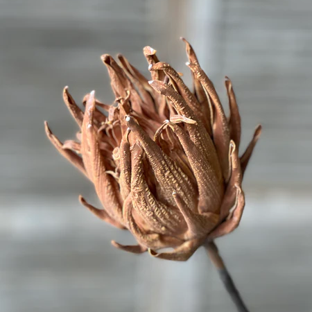 29" Scepter Protea Stem/Tawny