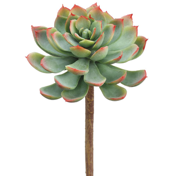 7" Real Touch Echeveria Pick