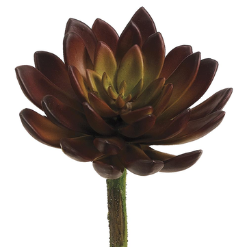 Burgundy Echeveria Pick