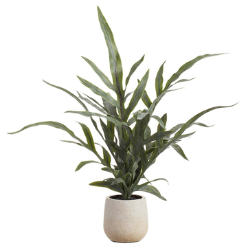 Java Fern Plant in Plastic Pot