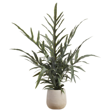 Java Fern Plant in Plastic Pot