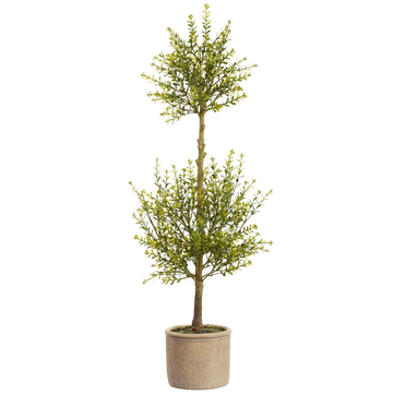 Myrtle Topiary in Cement Pot