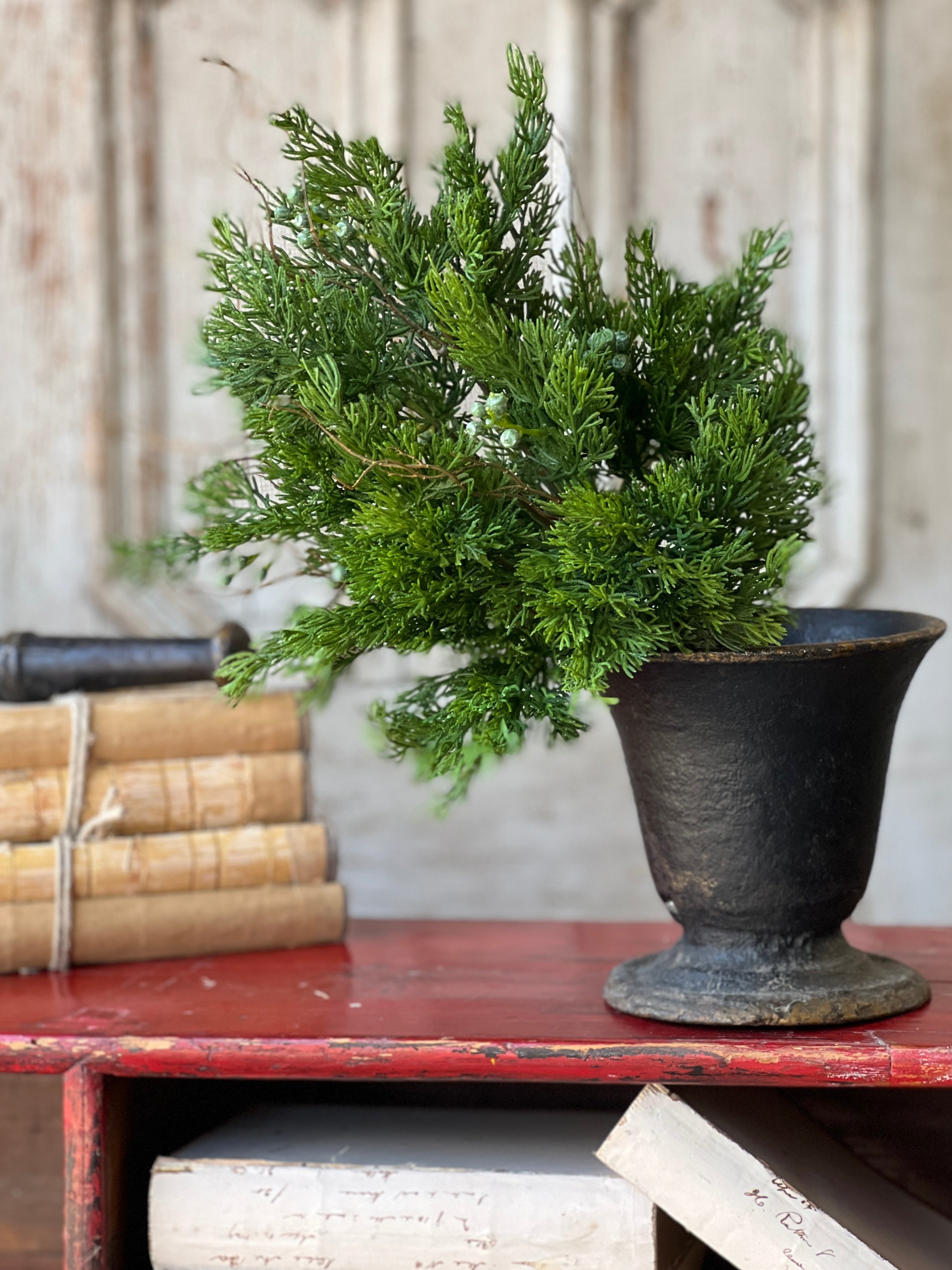 Dripping Cedar Bush