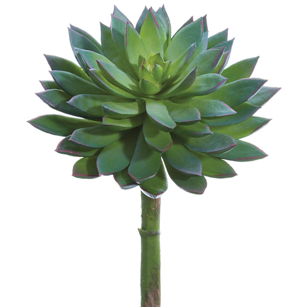 Echeveria Pick